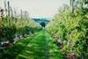 French apple sector in dire straits