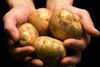 Potatoes in hand