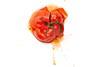GEN squashed tomato