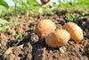 Potato production is under pressure