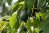 Avocado on tree Adobe Stock