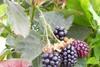 New Reuben blackberry launches