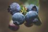 Peruvian blueberries