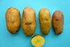 Branston potato to be named at Eden Project