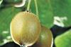 Chile revises kiwifruit forecast
