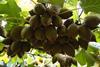 Neuseeland Kiwi - Plantage in Te Kaha