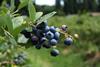 Chilean blueberries: set to be No.1 with DJs across the nation