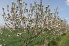 Agroforestry promotes enhanced soil health and improved water management