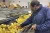 SalixFruits_ArgentineLemons_2021_2