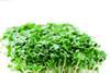 HumberVHB push for British cress