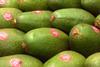 Peru Fuerte Avocado