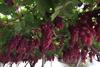 Firestar grapes South Africa
