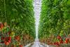 Tomato greenhouse