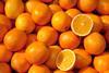 Climate change could see oranges grown in the South East of the UK