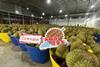 JD Fresh Thhai durians