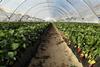 Strawberry production in polytunnels Huelva Spain Adobe Stock