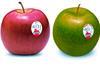 Washington Fuji Granny apples
