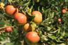 French apples