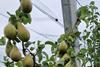 Birne 20230809_113600
