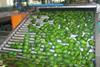 FIFA World Cup boost for South African avocado campaign