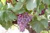 Crimson Seedless is rounding off the South African grape campaign