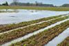 Flooded carrot field York 2