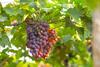 India is a major grower and exporter of grapes