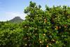 Generic oranges on tree