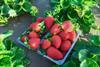 University of California strawberry cultivar UC9