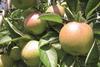 Neuseeland: Forschung zu nachhaltiger Obstproduktion ausgezeichnet