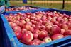 Solar range of full red apples South Africa