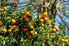 Citrus is a key export to the UK from both Morocco and Egypt