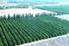 Israeli grapefruit to fill hurricane holes