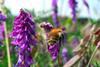 Honeybee