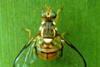Oriental fruit fly