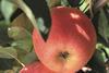 Neuseeland: Erfolgreiche Apfel-Saison erwartet