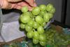 Arava Early Sweet grapes Israel