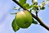 Apfel am Baum