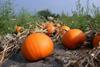 Pumpkin growers expect volume drop