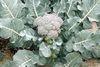 Date set for brassica conference