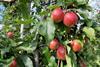 In Deutschland erzeugte rote Äpfel am Baum.