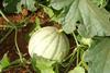 In Brasilien erzeugte Melone auf dem Feld