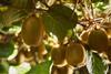 Zesprigreenkiwifruit