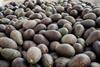 Harvested Hass avocados in bin Adobe Stock