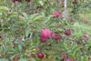 New York apples back on track