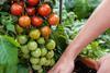 TomTato_TMHF-126