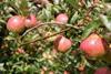 Waitrose predicts apple flux