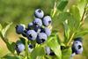 Oppy Peruvian blueberries