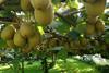 Kiwifruit vine