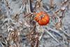 The UK is increasing fruit and veg imports from regions like Africa facing increasingly climate-related production risks